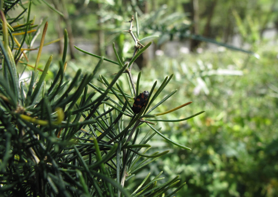 Cercopis cf. sanguinolenta